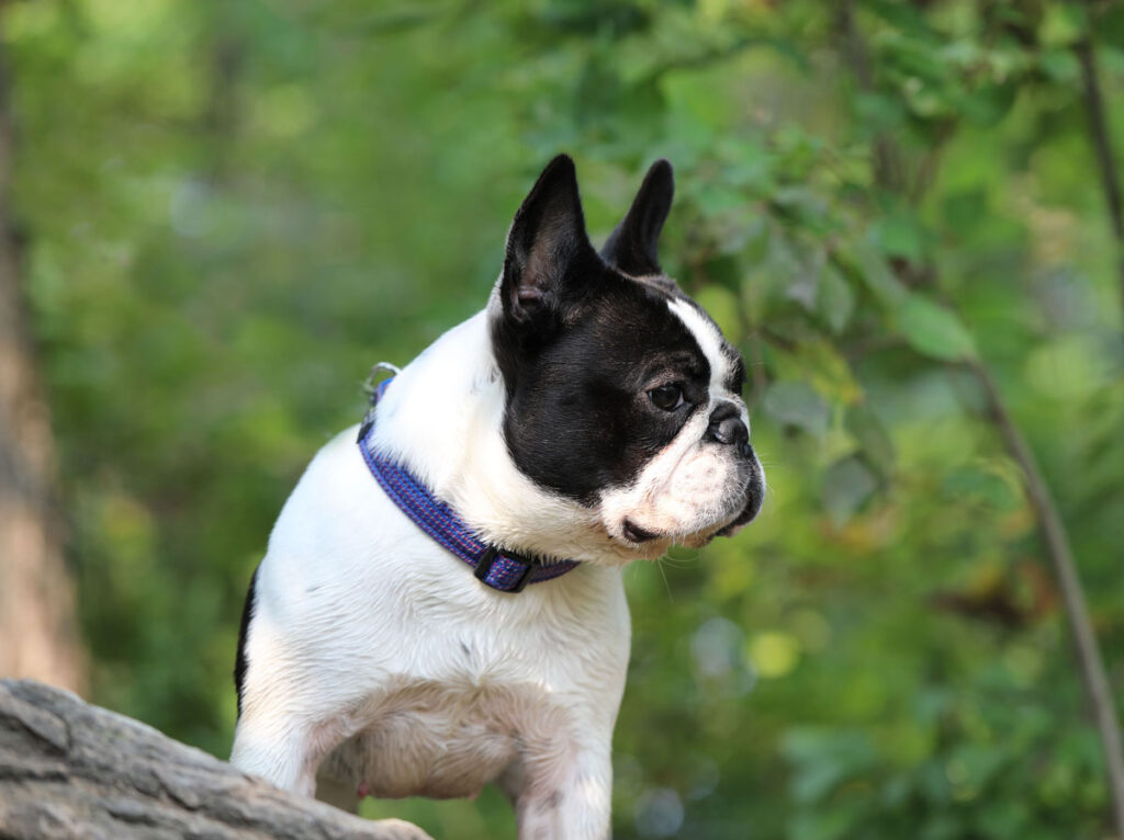 Champion French Bulldog