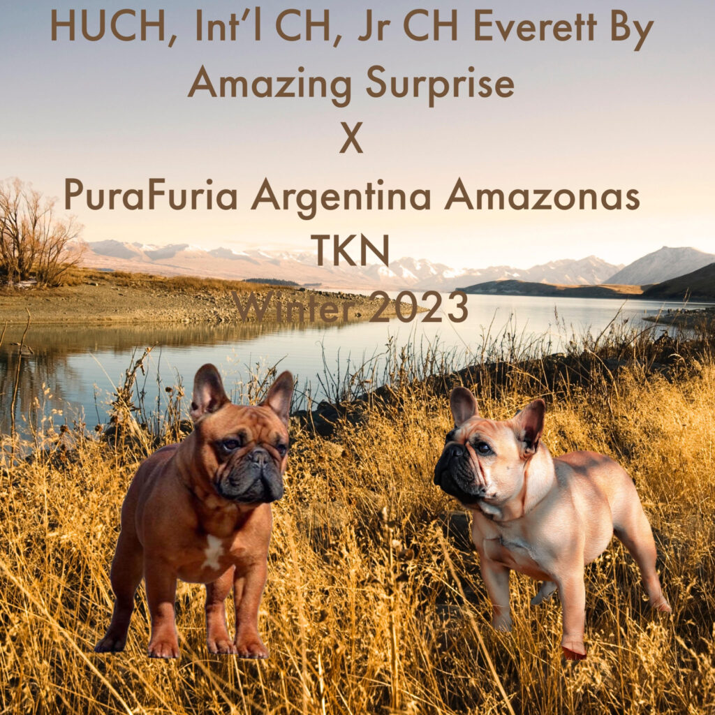 French Bulldog puppies for sale Kansas
