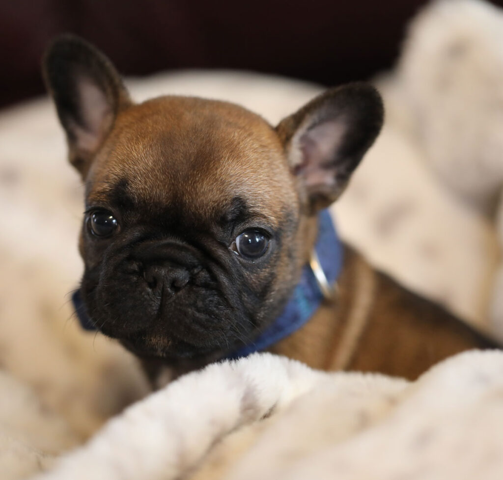 Red Fawn French Bulldog Puppies for sale