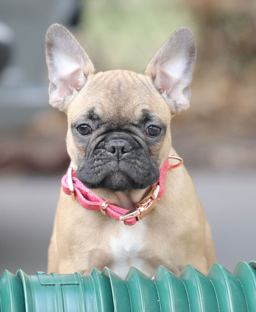 Fawn Female French Bulldog Puppy for sale