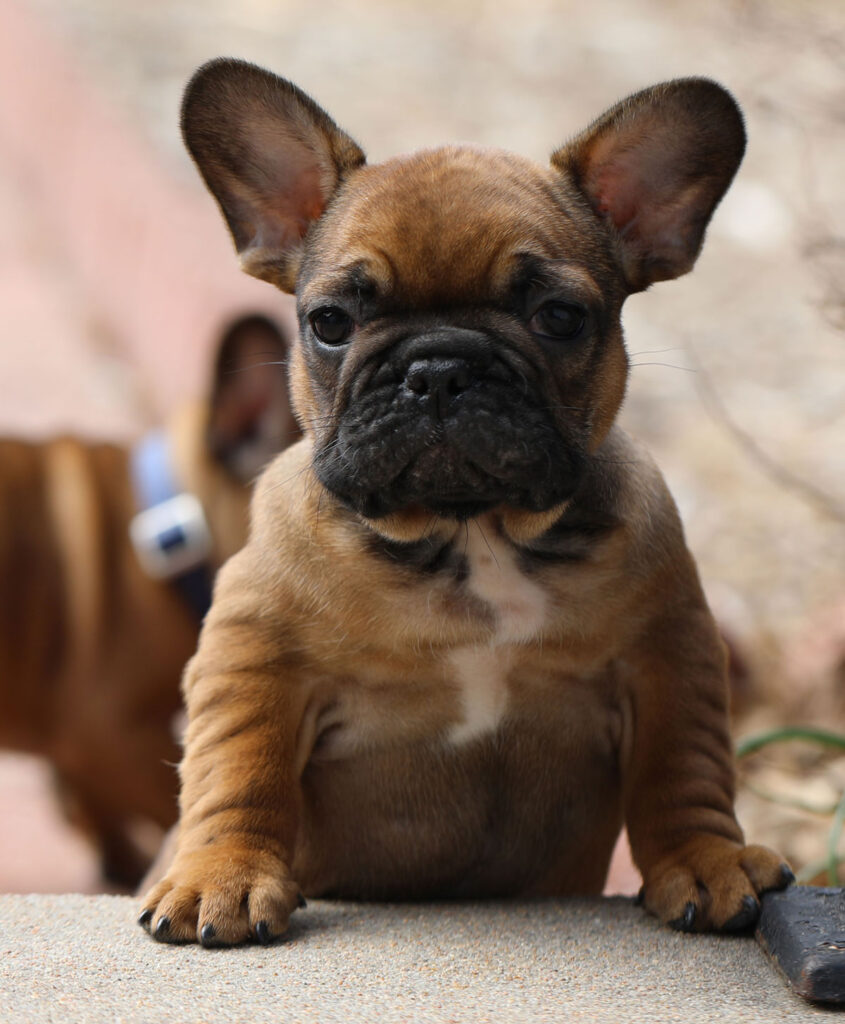 Red Fawn male French Bulldog puppy for sale