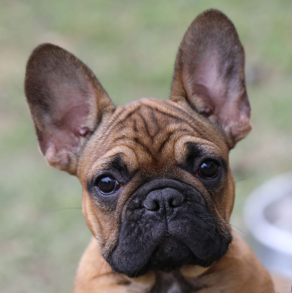 Red fawn Female French Bulldog Puppy for sale