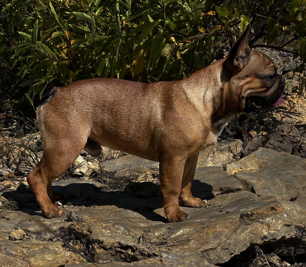 Red Fawn French Bulldog Puppy for sale