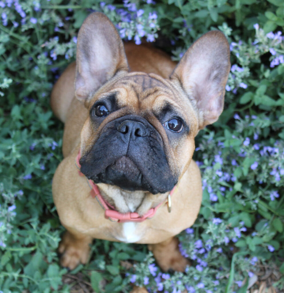 Red Fawn French Bulldog Puppy For Sale