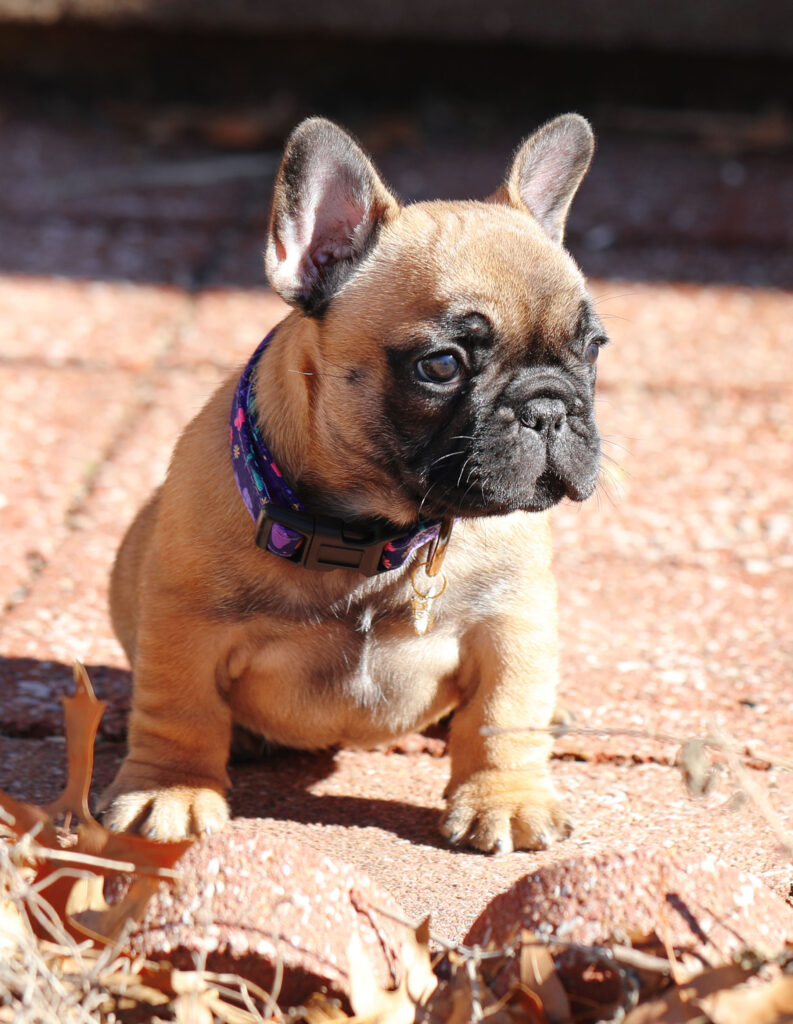 Red Fawn Female French Bulldog Puppy for Sale