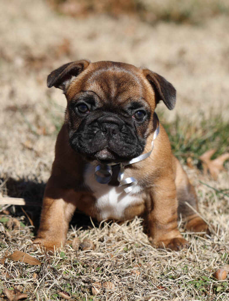 Red Fawn Female French Bulldog Puppy For Sale