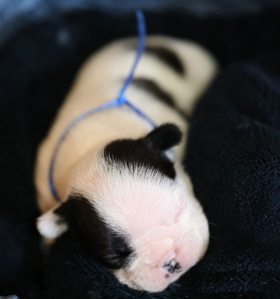 Piebald French Bulldog Puppy for Sale