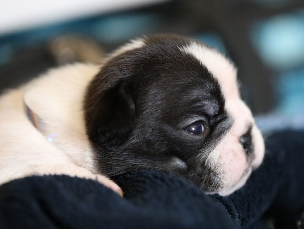 Piebald French Bulldog Puppy for Sale Kansas