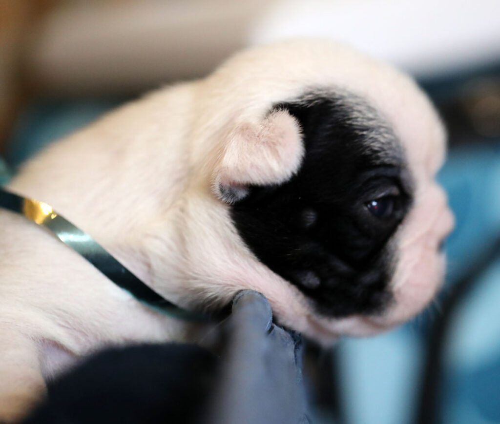 Piebald French Bulldog Puppy for Sale