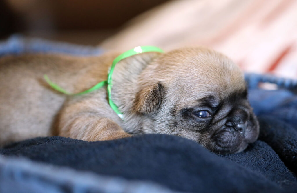 Fawn Male French Bulldog Puppy for Sale