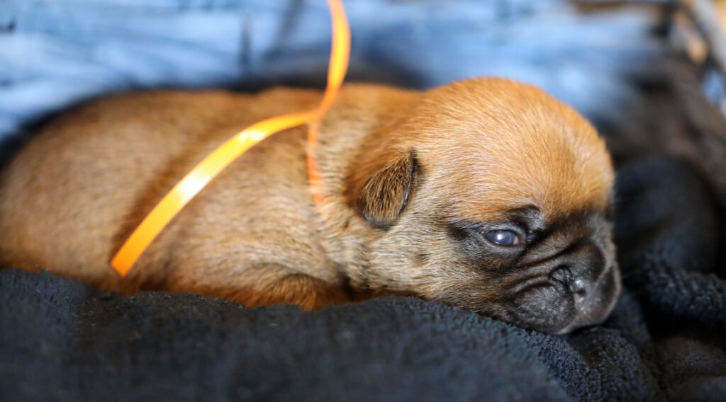 Fawn French Bulldog Puppy for Sale