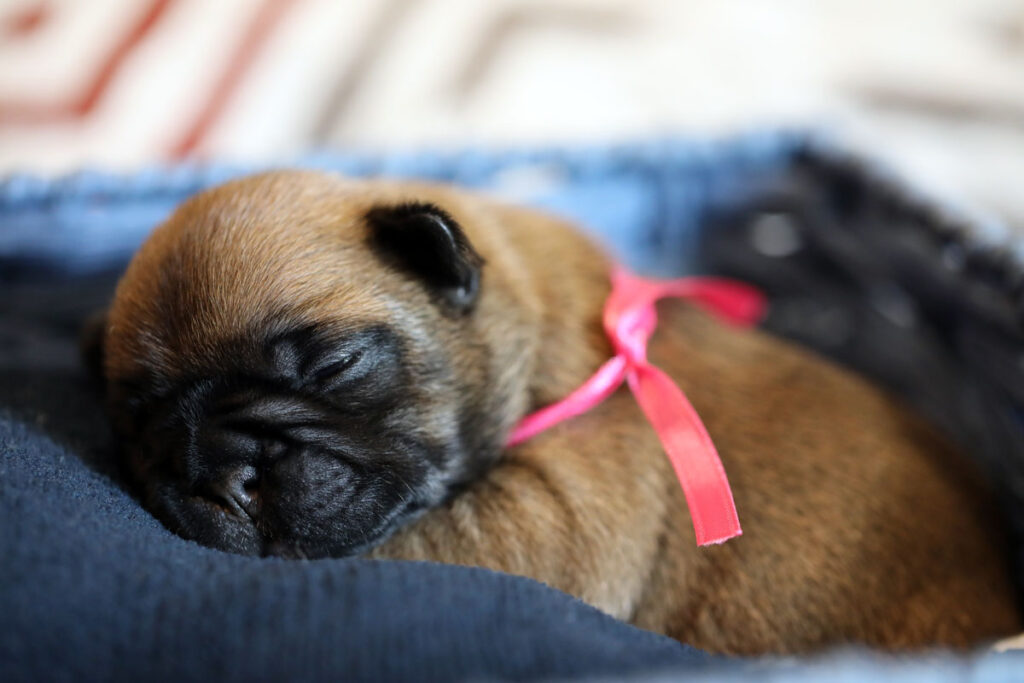 Red Fawn Female French Bulldog Puppy for Sale