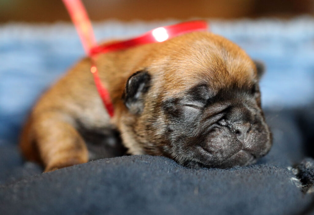 Red Fawn French Bulldog Puppy for Sale