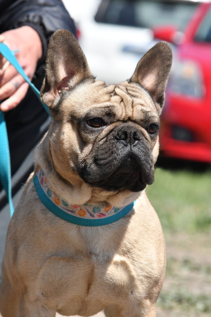 Fawn French Bulldog Stud