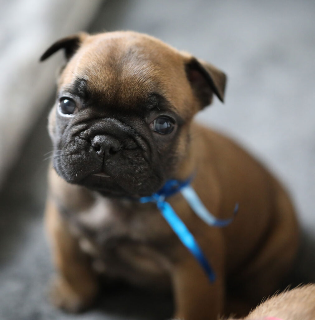Red Fawn French Bulldog Puppy for Sale