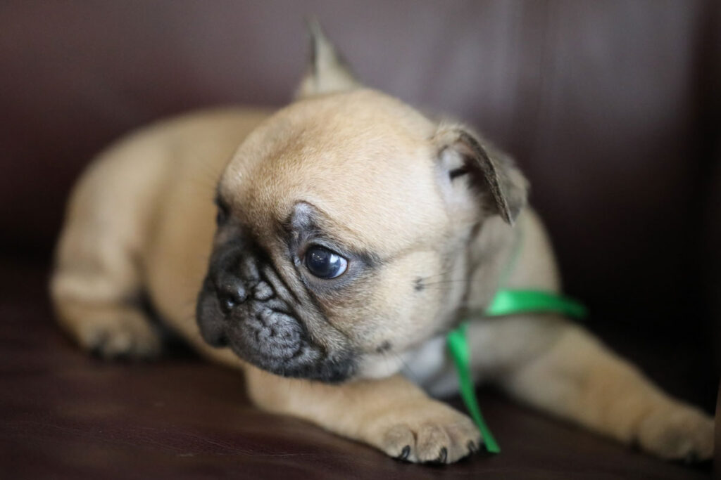 Fawn French Bulldog Puppy for Sale
