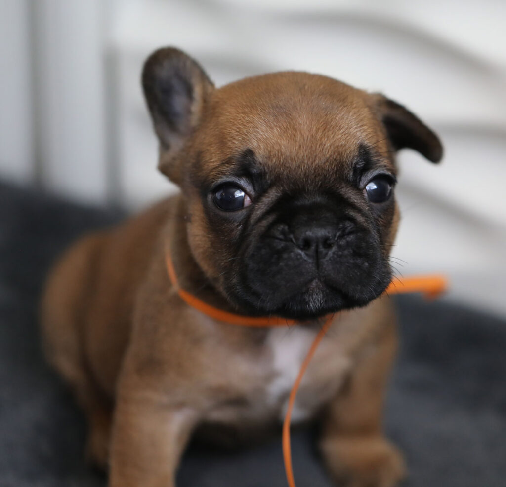 Red Fawn French Bulldog Puppy For Sale
