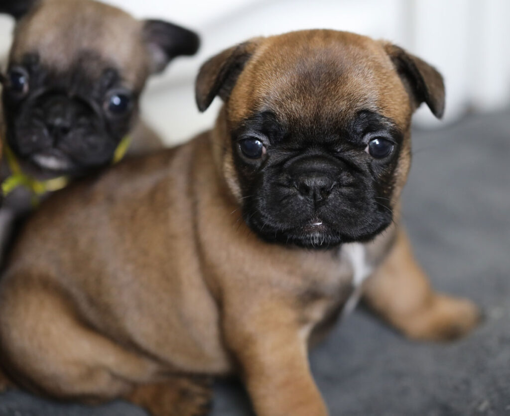 Red Fawn French Bulldog Puppy for Sale
