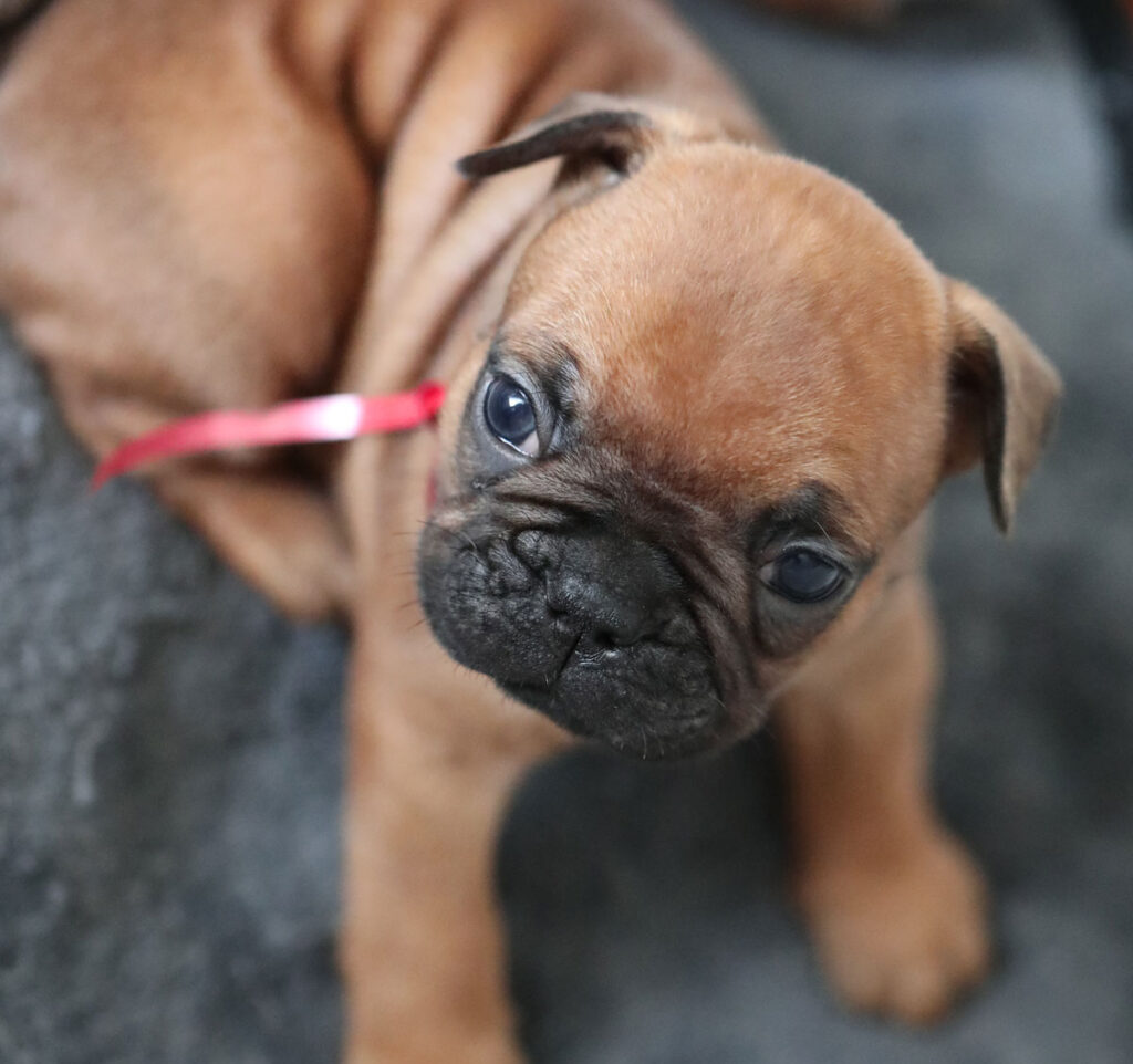 Red Fawn French Bulldog Puppy for Sale