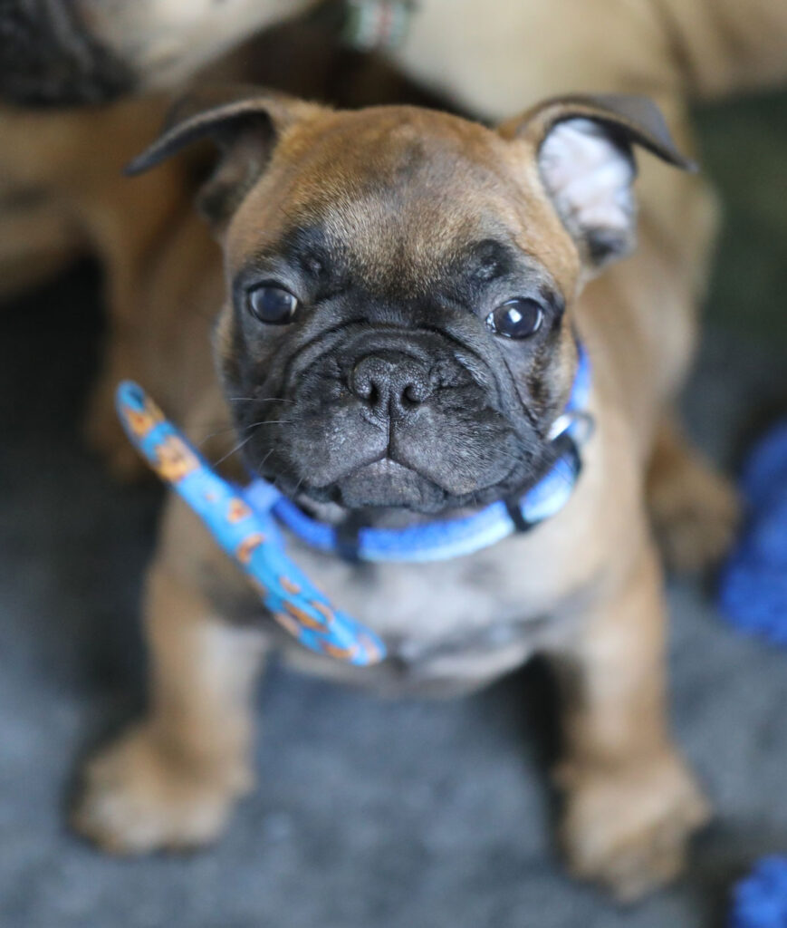 Red Fawn French Bulldog Puppy for Sale