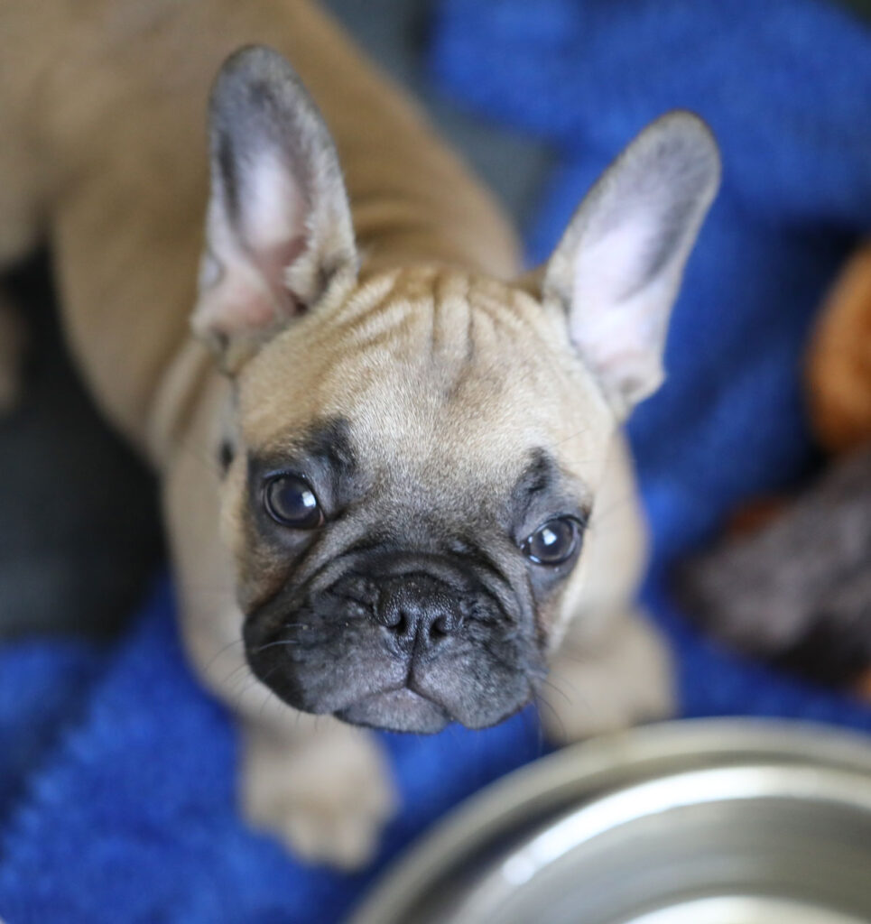 Fawn French Bulldog Puppy for Sale