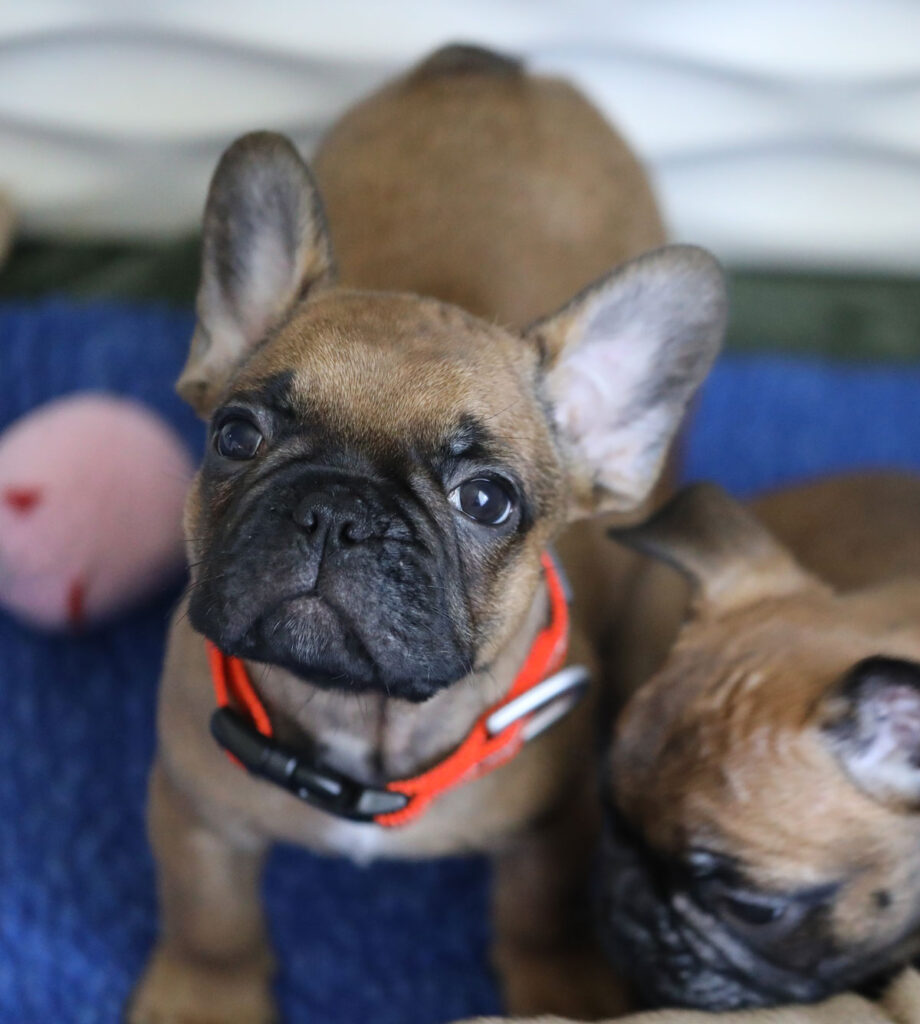 Red Fawn French Bulldog Puppy For Sale