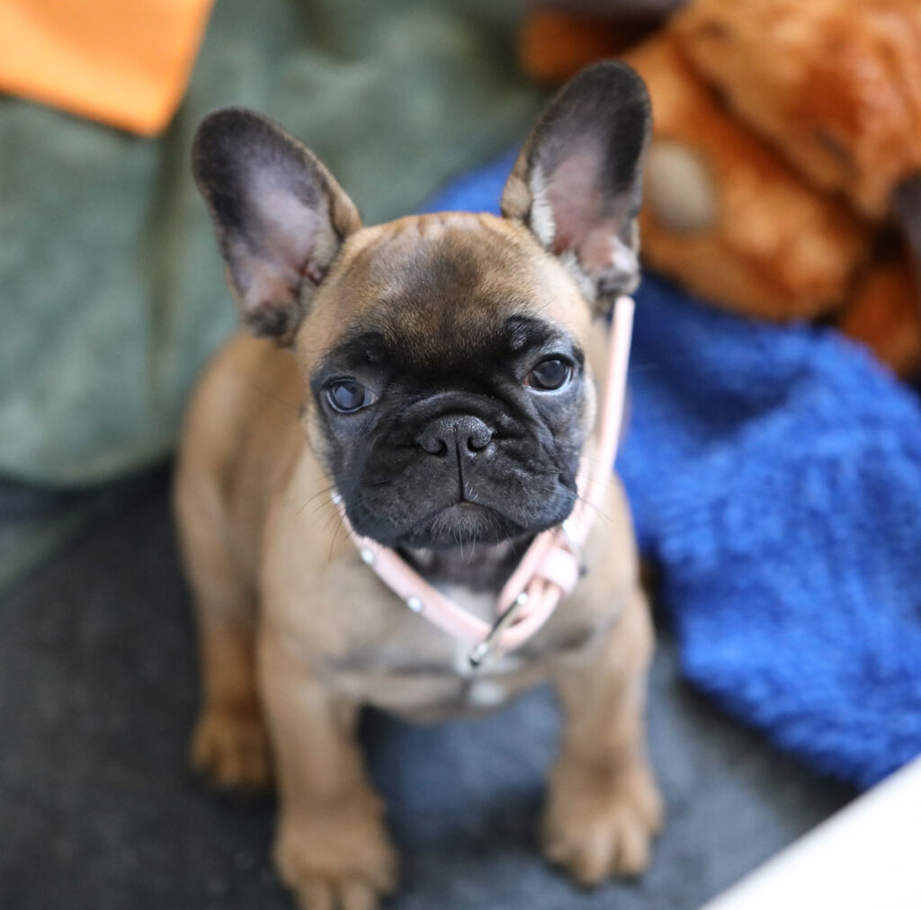 Red Fawn French Bulldog Puppy for Sale