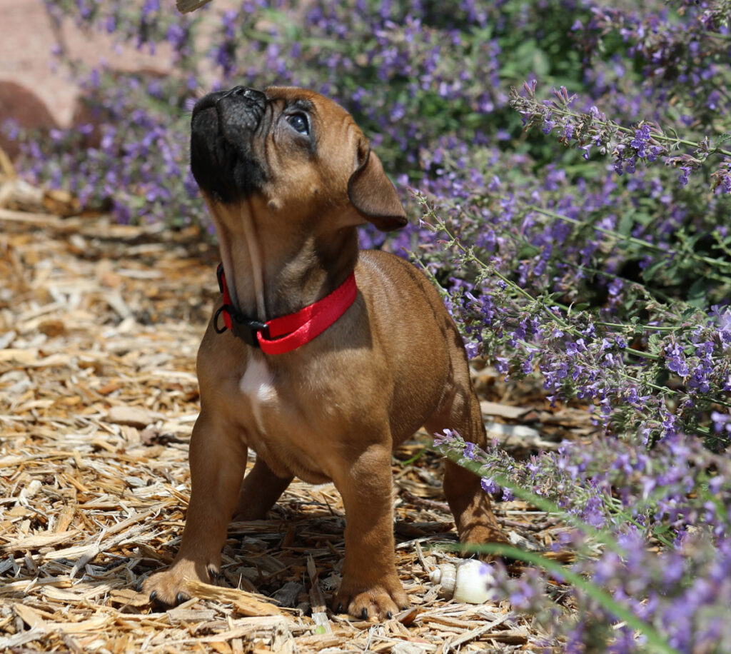 Red Fawn French Bulldog Puppy for sale