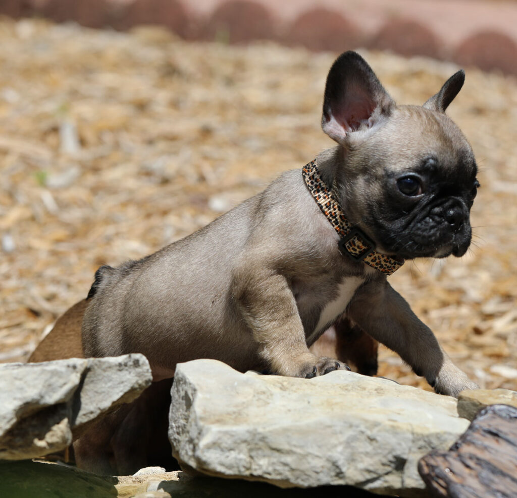 Fawn French Bulldog Puppy for Sale