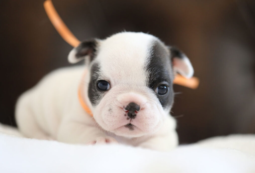 Fawn Pied French Bulldog Puppy For Sale