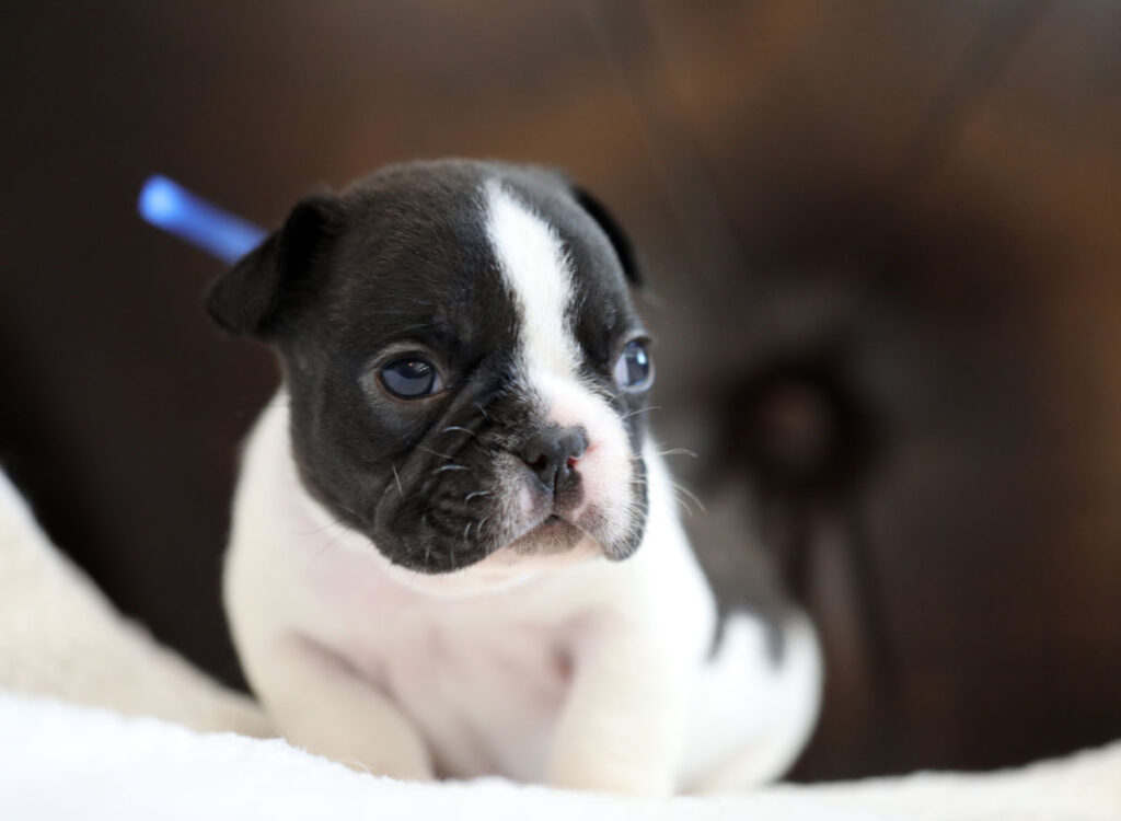 Brindle Pied French Bulldog Puppy For Sale