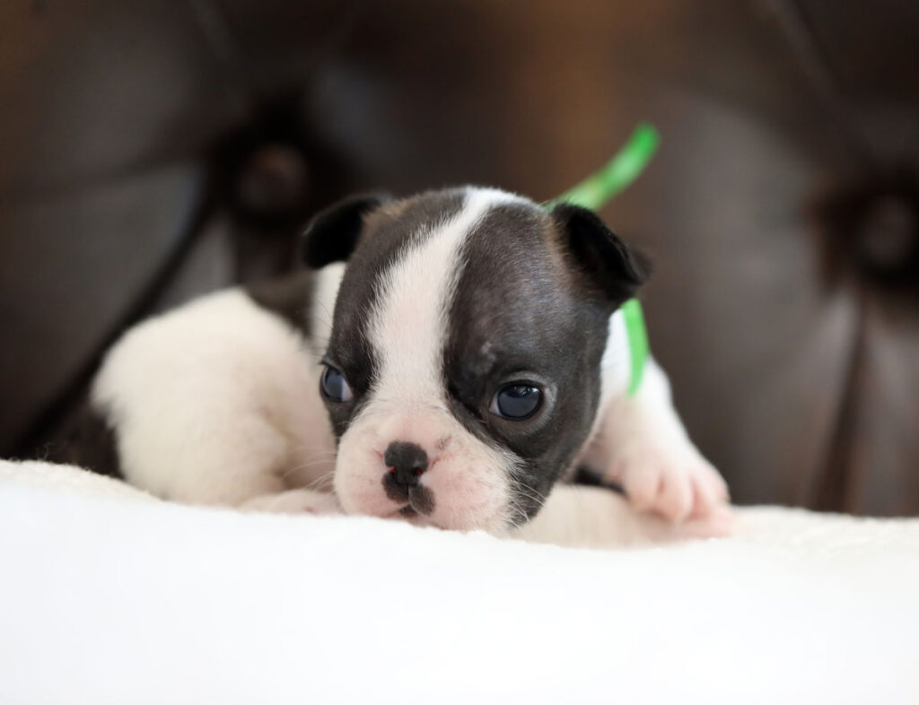 Brindle Pied French Bulldog Puppy For Sale