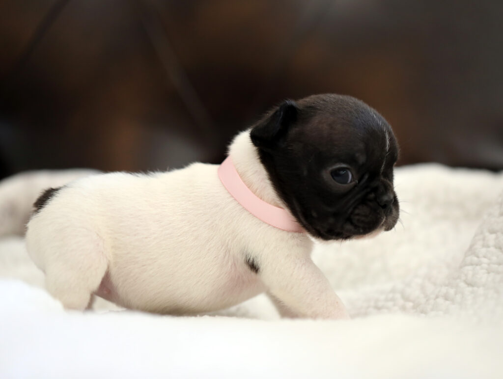Brindle Pied French Bulldog Puppy For Sale 