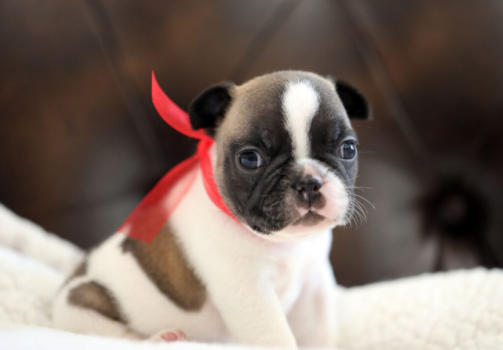Red Fawn Pied French Bulldog Puppy For Sale