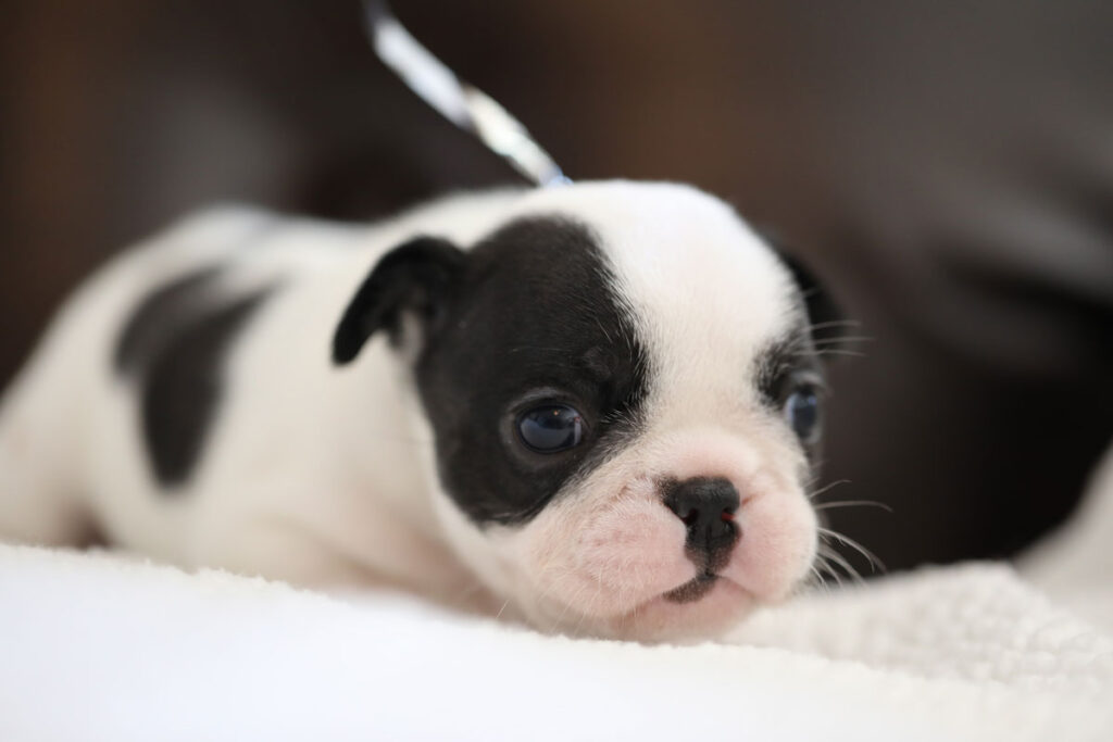 Brindle Pied French Bulldog Puppy For Sale