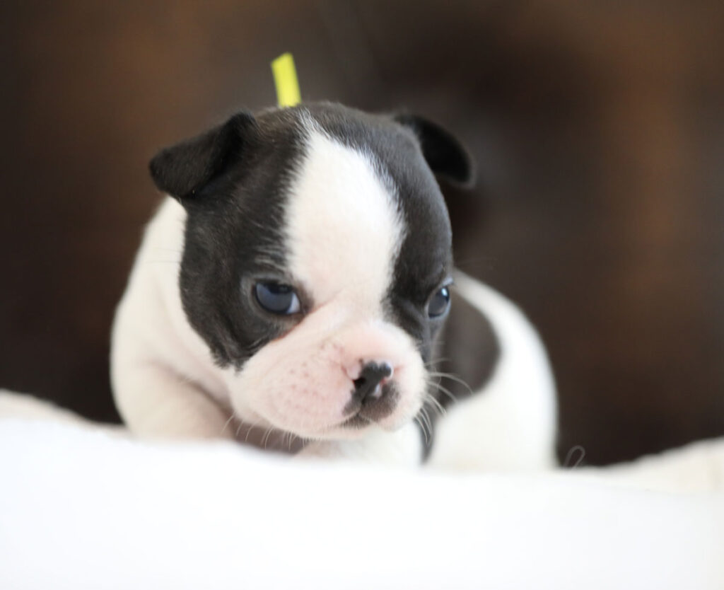 Brindle Pied French Bulldog Puppy For Sale