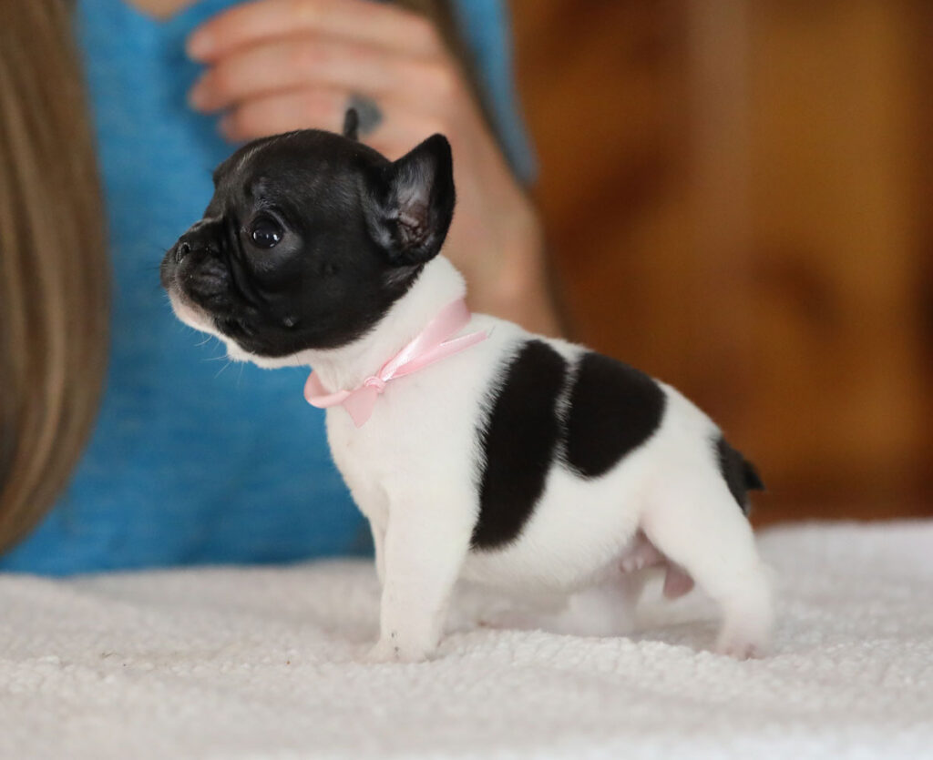 Brindle Pied French Bulldog Puppy For Sale