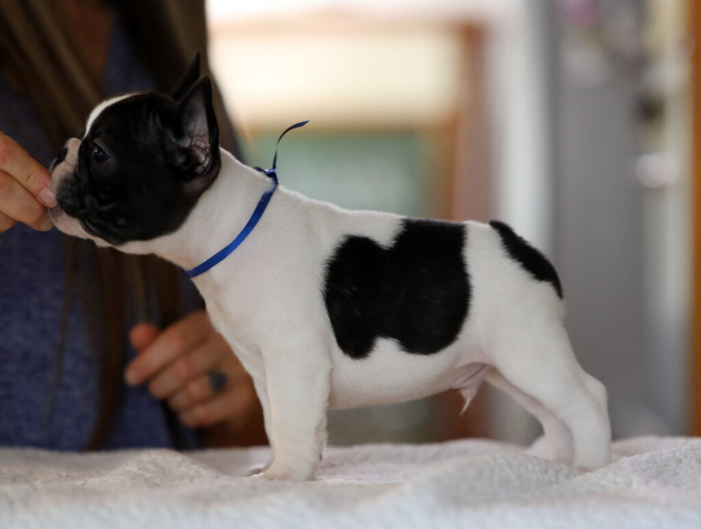 Brindle Piebald French Bulldog Puppy For Sale