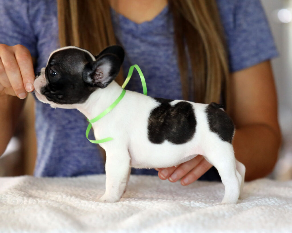 Brindle Piebald French Bulldog Puppy For Sale
