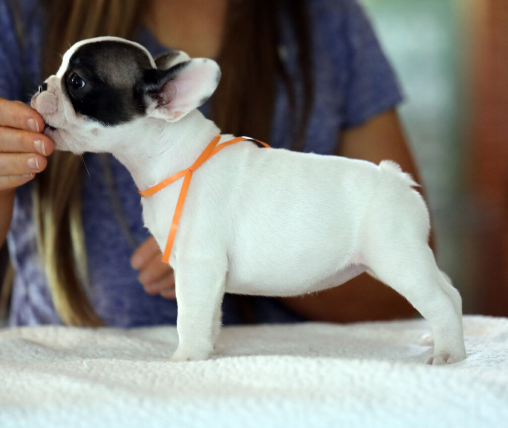 Fawn Piebald French Bulldog Puppy For Sale