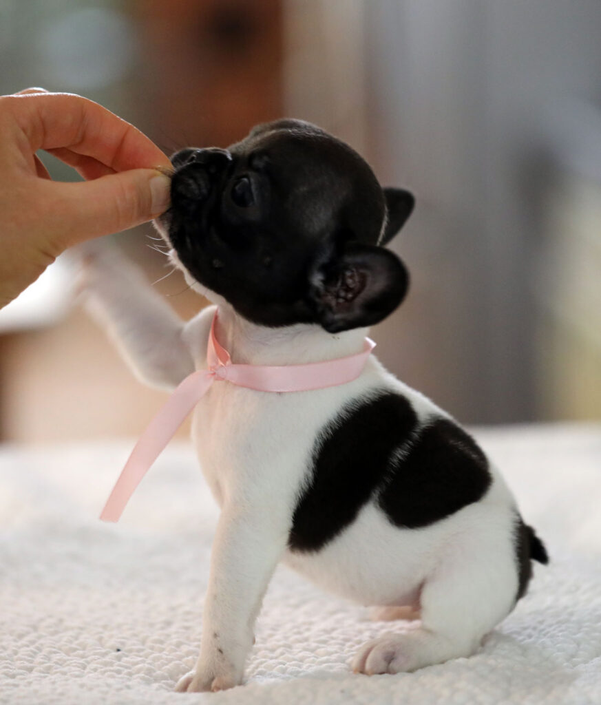 Brindle Piebald French Bulldog Puppy For Sale