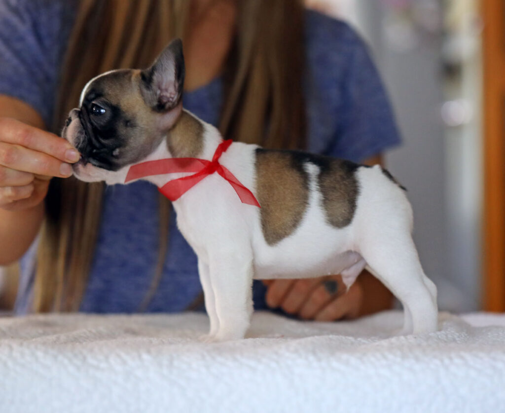 Red Fawn French Bulldog Puppy For Sale