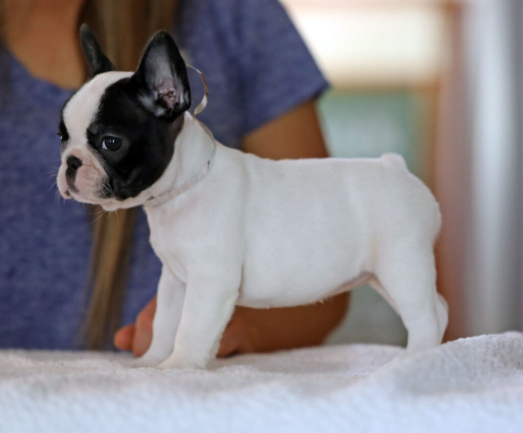Brindle Piebald French Bulldog Puppy For Sale