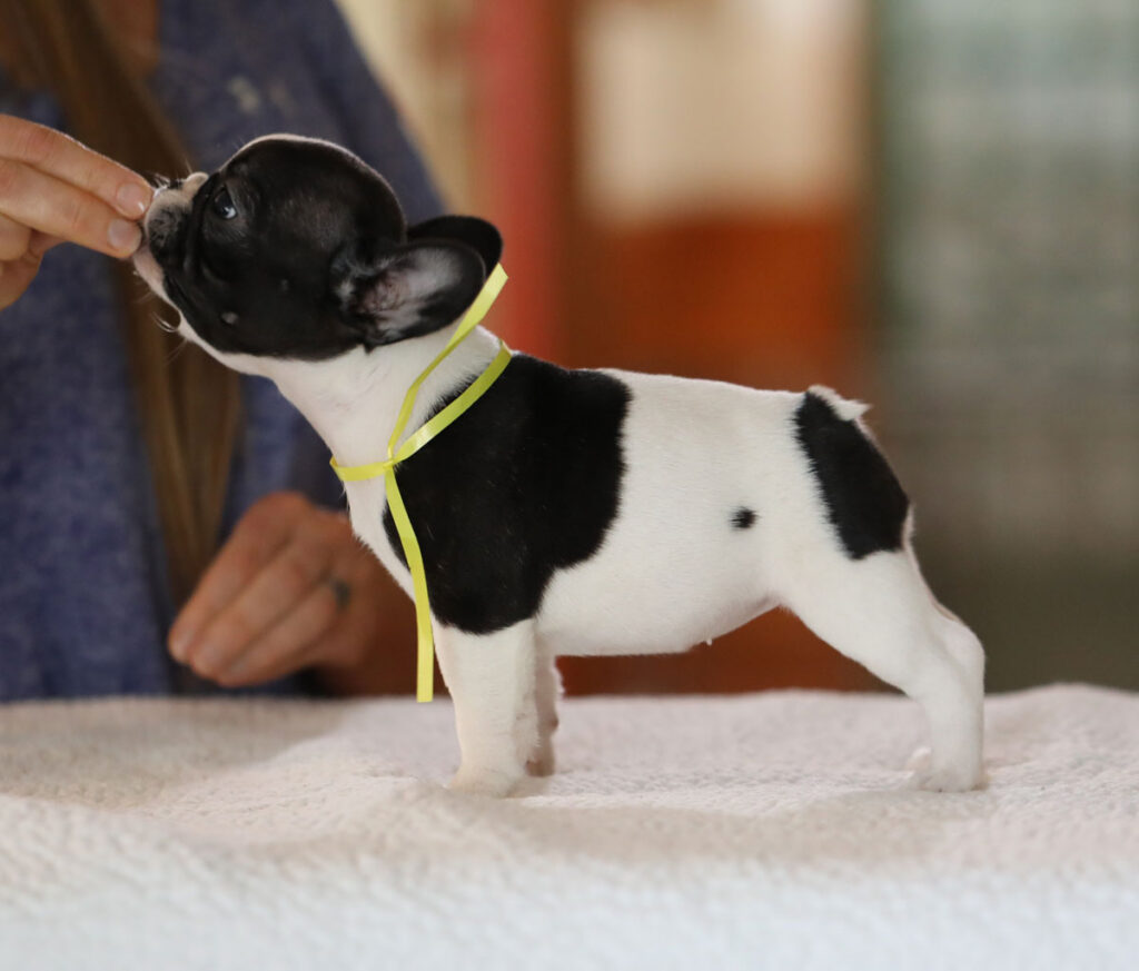 Brindle Piebald French Bulldog Puppy For Sale