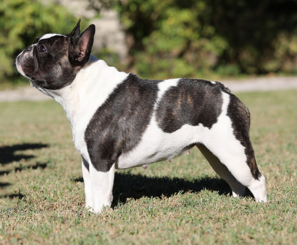 Champion Brindle Pied French Bulldog