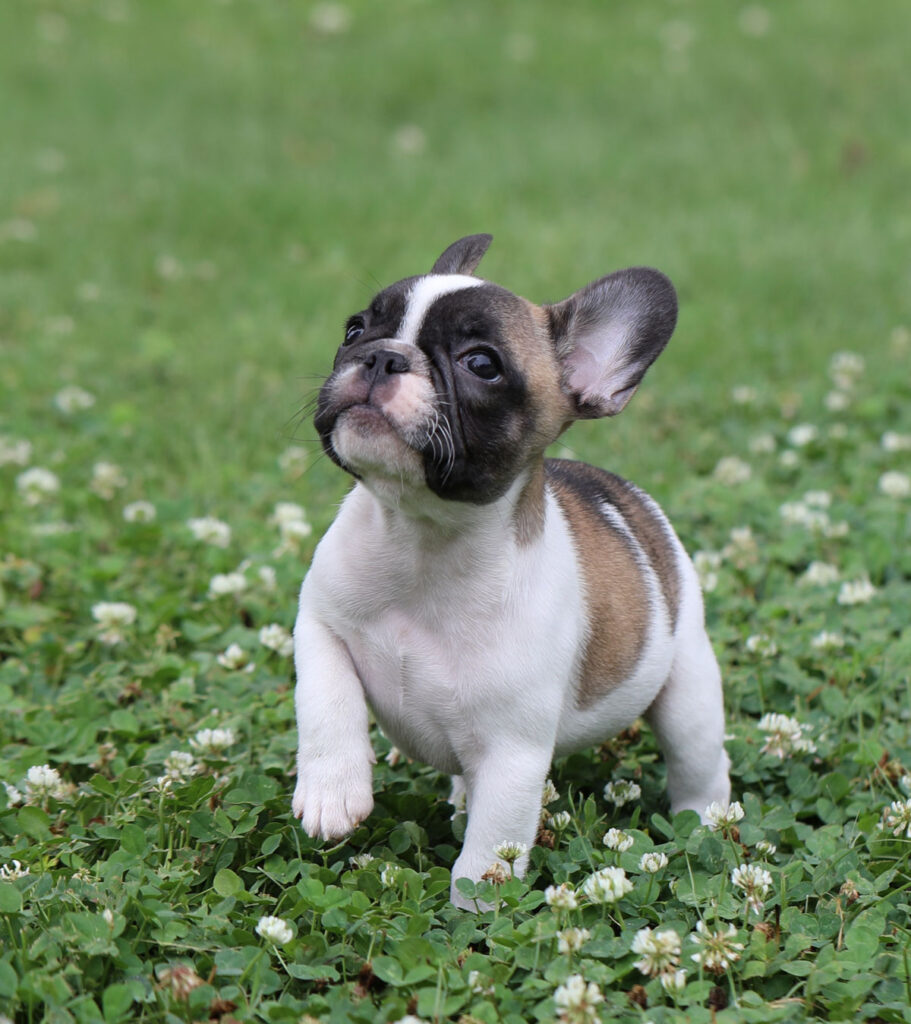 Red Fawn Pied French Bulldog Puppy for Sale Kansas